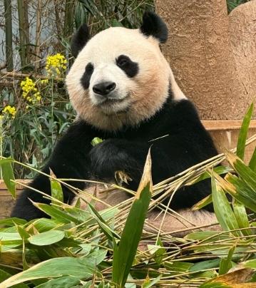 韓國愛寶樂園 韓國愛寶樂園