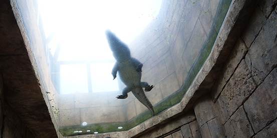 韓國愛寶樂園 韓國愛寶樂園