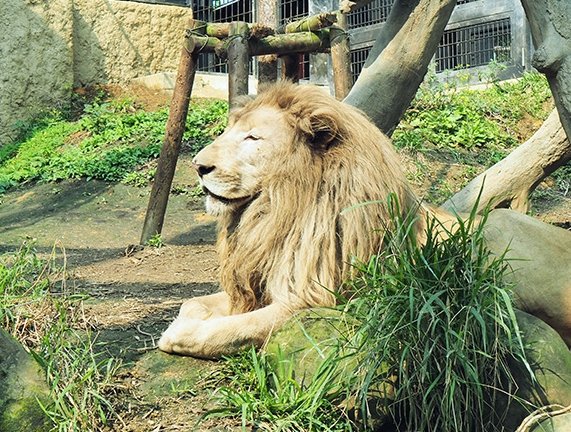 韓國愛寶樂園交通 韓國愛寶樂園交通