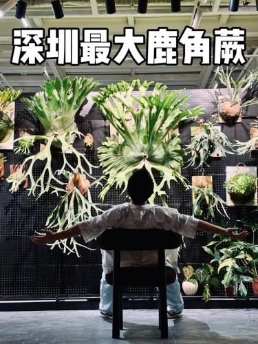 鹿角蕨展示