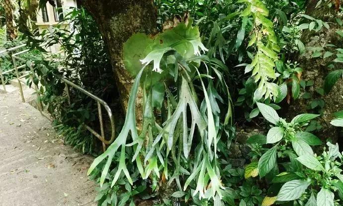鹿角蕨養護