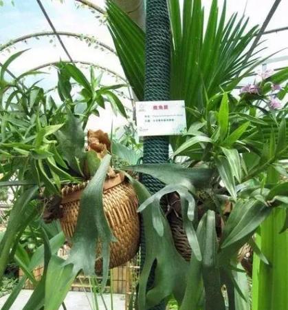鹿角蕨光照