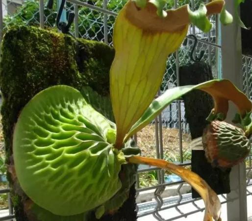 華麗鹿角蕨