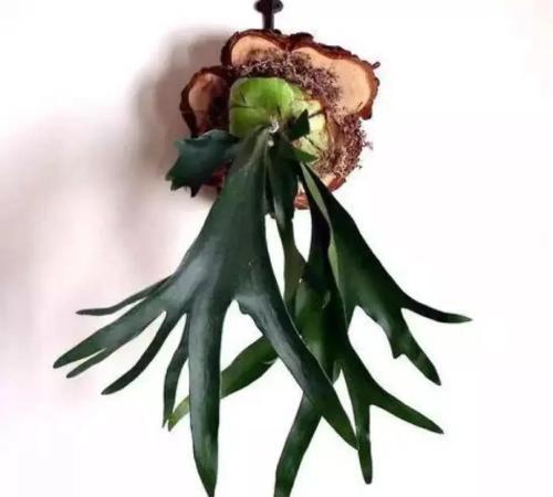 鹿角蕨病蟲害